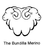 THE BUNDILLA MERINO