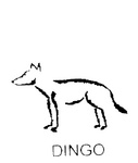 DINGO