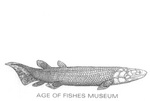 AGE OF FISHES MUSEUM