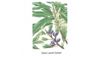 SPICE LAUREL EXTRACT