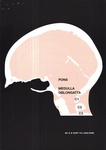 PONS MEDULLA OBLONGATTA C1 C2 C3 DR. G.B. IVORY D.C. (USA) HONS
