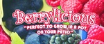 BERRYLICIOUS 