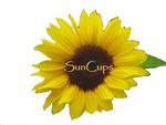 SUNCUPS