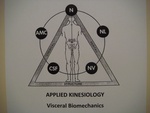 N NL NV CSF AMC STRUCTURE APPLIED KINESIOLOGY VISCERAL BIOMECHANICS
