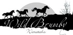 WILD BRUMBY WARATAHS