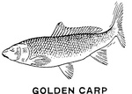 GOLDEN CARP