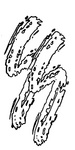 SS