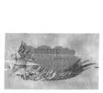 EDDIE AZZI AUSTRALIA