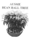 AUSSIE BEAN BALL TREE