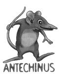 ANTECHINUS