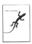 A RARE AUSTRALIAN
