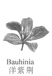 BAUHINIA