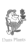 DANS PLANTS
